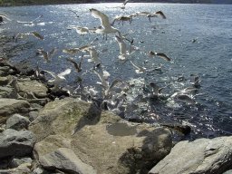 Norwegen 2008 Rundereim